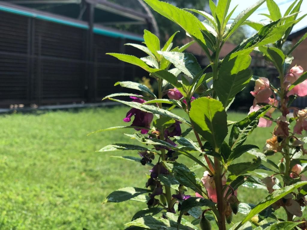 Апартаменты Apartmani Pavicevic Подгорица-27