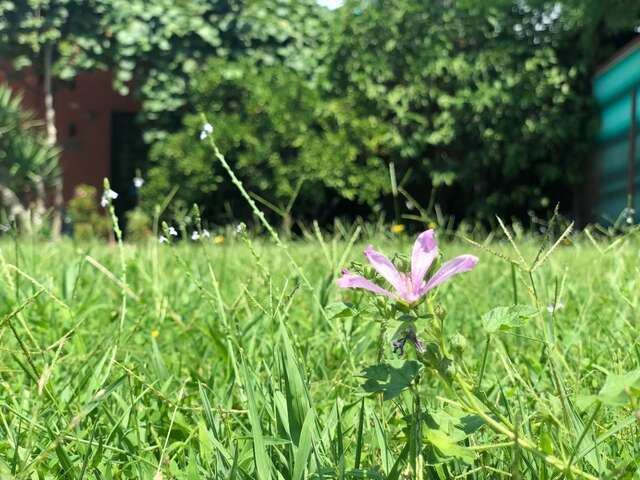 Апартаменты Apartmani Pavicevic Подгорица-13